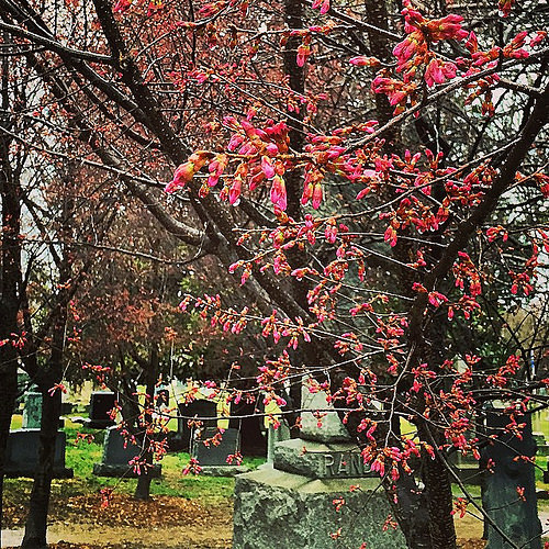 Buds popping in rain at Congressional Cemetery this morning!