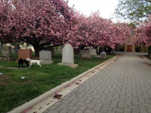 Celebrate the Day of the Dog at Congressional Cemetery this Saturday. photo credit Jen DeMayo