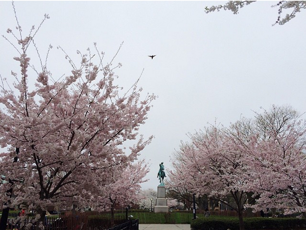 Stanton Park in bloom. Photo by María Helena Carey