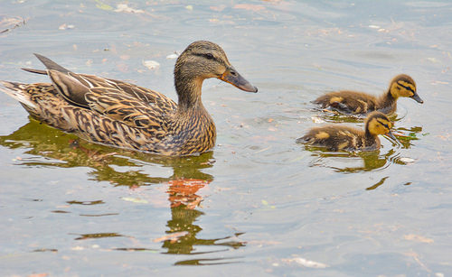 Potomac Ducks