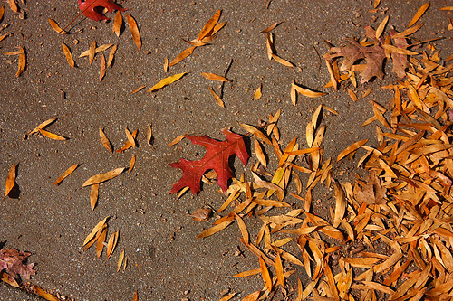 It's Autumn on the Sidewalk (Day three hundred ten)