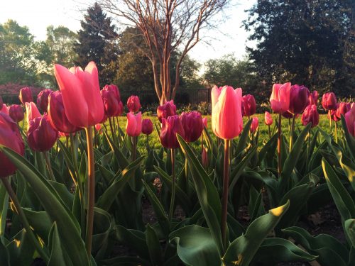 This spring's tulips at the Senate Fountain. Photo by María Helena Carey
