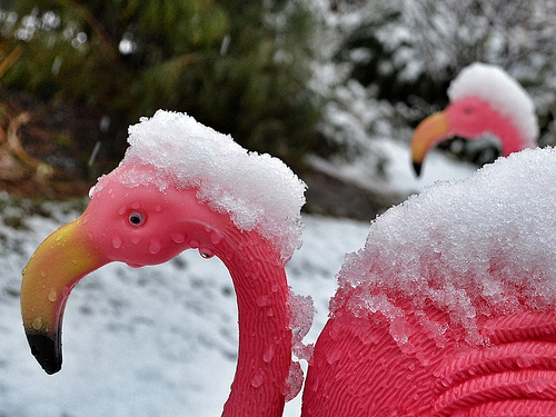 pink flamingos in spring snow