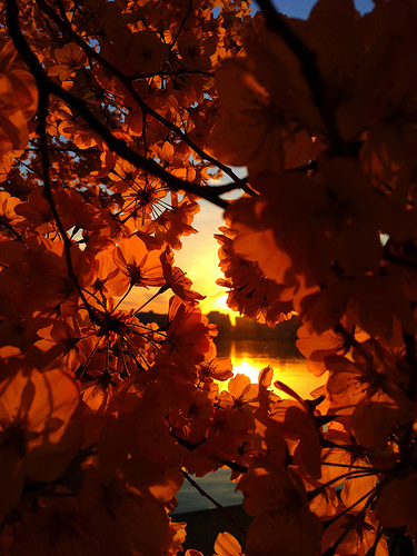 Cherry Blossom Sunrise - Washington DC Documentary Photography
