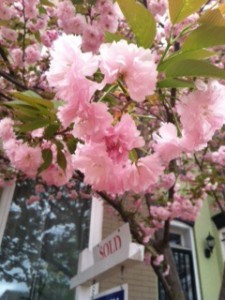 One last bloom from our Kanzan cherry tree before we go.  Photo by Sharee Lawler.