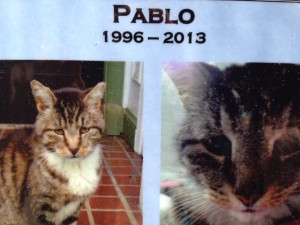 RIP Pablo the Cat