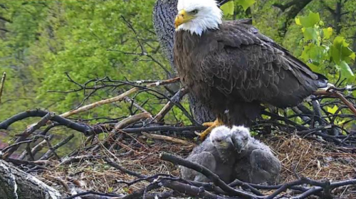 The Hill is Home | Name the Baby Eagles, Through 4/30 | The Hill is Home