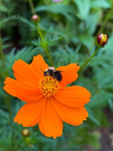 A bee stands on a sulphur cosmos flower. Photo by Maria Helena Carey.